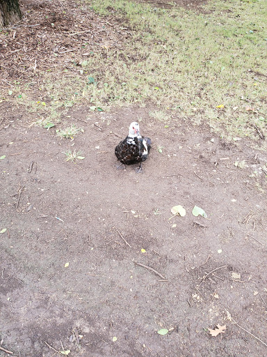 Public Golf Course «Landa Park Golf Course at Comal Springs», reviews and photos, 180 Golf Course Rd, New Braunfels, TX 78130, USA