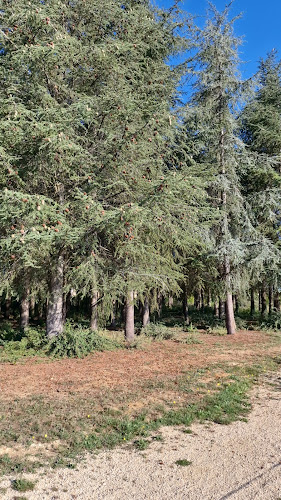 Petit forêt à Bourges