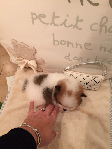 Pet Supply Store «Woof Woof Puppies & Boutique», reviews and photos, 29555 Northwestern Hwy, Southfield, MI 48034, USA