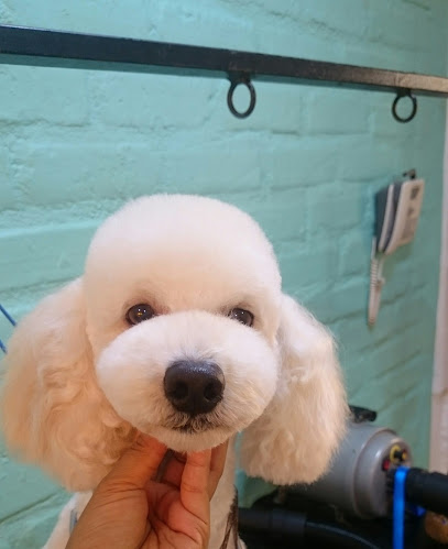 Salon canino mascotas en burbujas - Peluquería