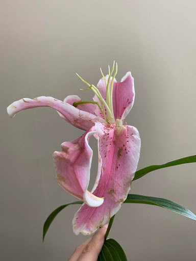 Florist «P Rogers & Co Florists», reviews and photos, 12 Pine Hill Ave, Stamford, CT 06906, USA