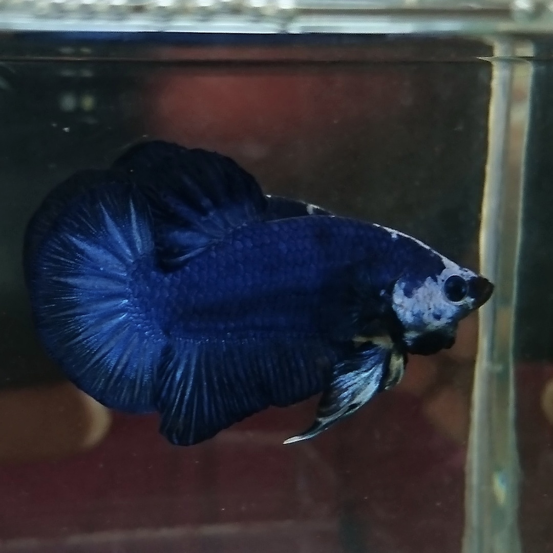 pujangga betta