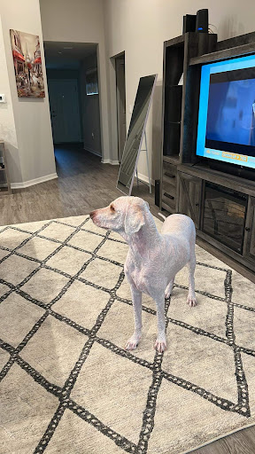 Pet Supply Store «PetSmart», reviews and photos, 919 Lakeland Park Center Dr Unit 380, Lakeland, FL 33809, USA