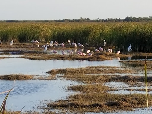 Nature Preserve «Big Cypress National Preserve», reviews and photos