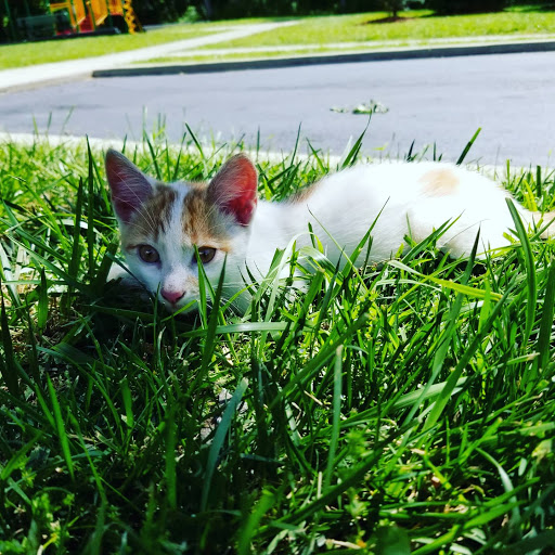 Pet Supply Store «PetSmart», reviews and photos, 270 Marketplace Boulevard, Selinsgrove, PA 17870, USA