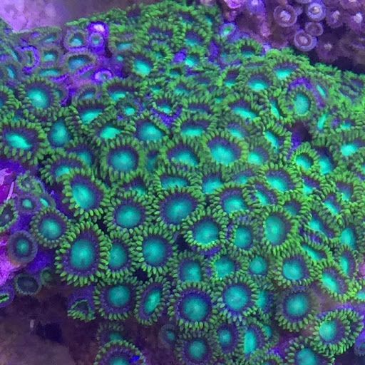 Tropical Fish Store «Hooked On Reefs», reviews and photos, 228 Hibiscus St #1, Jupiter, FL 33458, USA