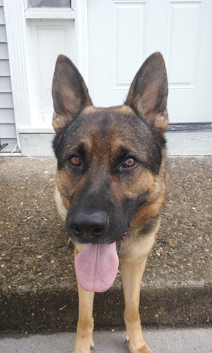 Pet Supply Store «Pet Supplies Plus», reviews and photos, 400 Lowell Ave Suite 14, Haverhill, MA 01832, USA