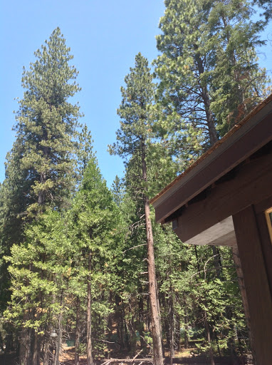 Gift Shop «Big Trees Gift Shop», reviews and photos, 4720 Mariposa Grove Rd, Fish Camp, CA 93623, USA