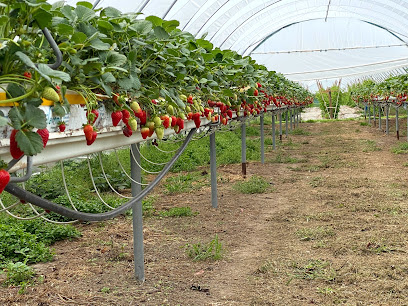 Tauwhare Berry Farm