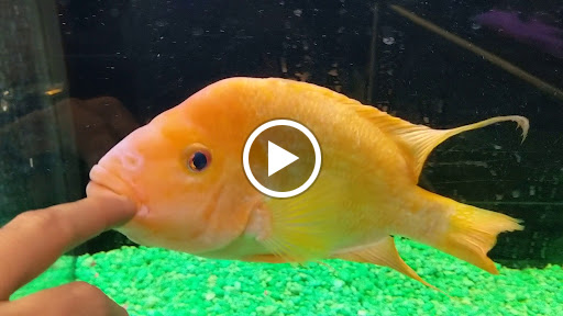 Pet Store «Fins And Feathers», reviews and photos, 222 Willow Ave, Honesdale, PA 18431, USA