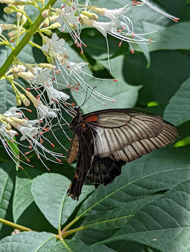 Tourist Attraction «Peck Butterfly House», reviews and photos, 4038 Kaneville Rd, Geneva, IL 60134, USA