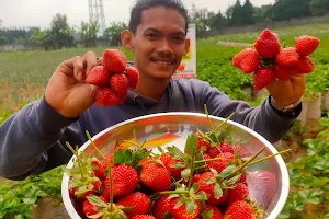 Assalam Strawberry Tawangmangu image