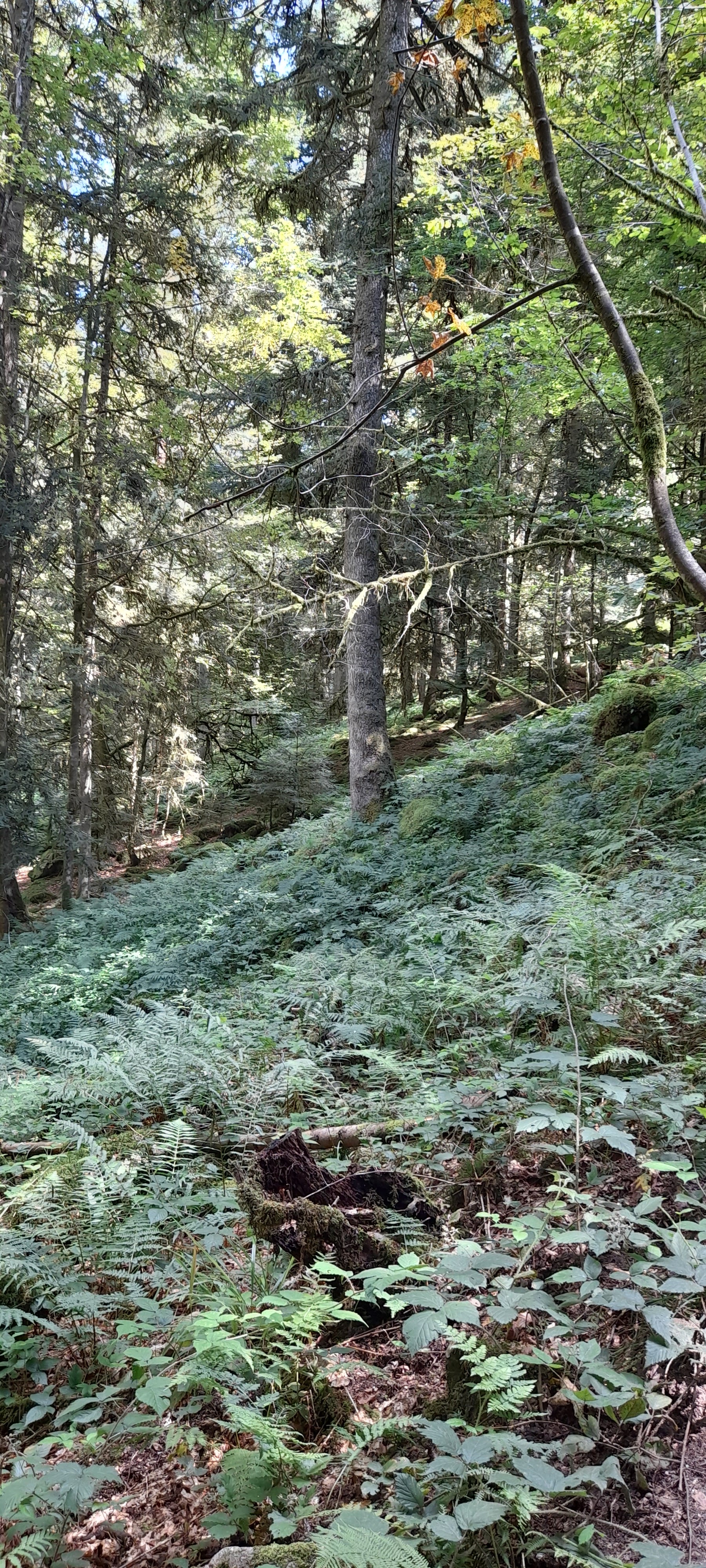 Photo n° 7 de l'avis de Philippe.e fait le 10/08/2021 à 15:47