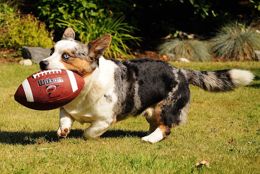 Pet Store «Paws & Fins Pet Shop», reviews and photos, 360 Tormey Ln NE, Bainbridge Island, WA 98110, USA