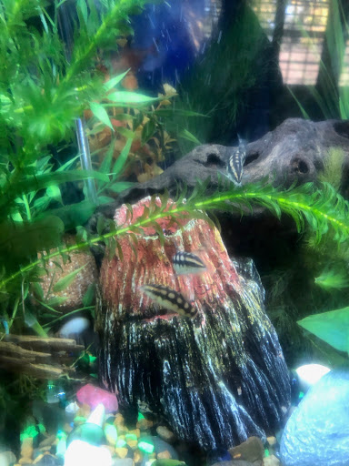 Tropical Fish Store «Aquatic Dog», reviews and photos, 7429 E Iliff Ave, Denver, CO 80231, USA