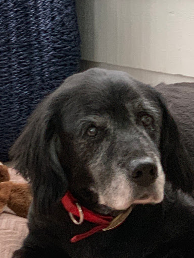 Boston Road Animal Clinic image