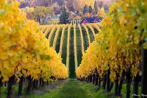 Sokol Blosser Winery image