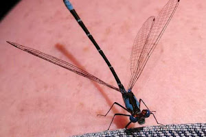 Tranquil Dragonfly, Massage Therapy