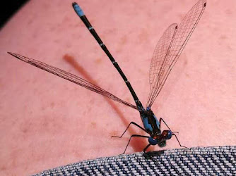 Tranquil Dragonfly, Massage Therapy