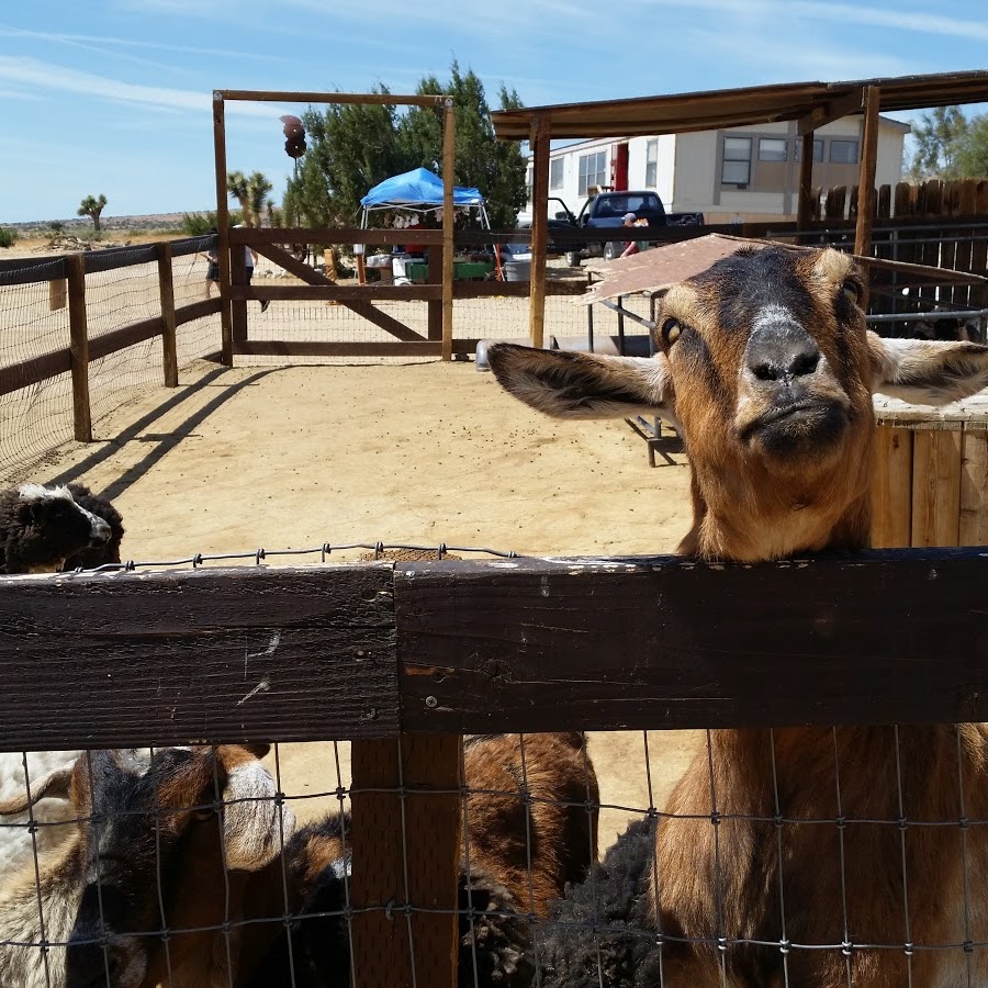 Windswept Ranch Petting Zoo