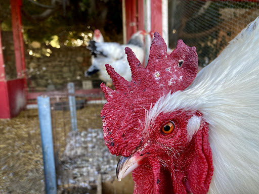 Florist «Loose Caboose LLC», reviews and photos, 18492 E Telegraph Rd, Santa Paula, CA 93060, USA