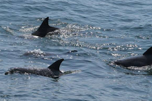 Dolphin Adventures Goa (Sinquerim Jetty) image