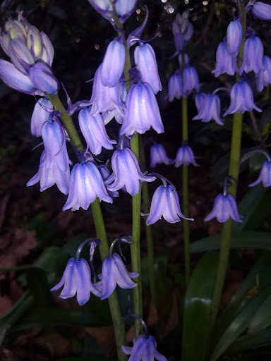 Park «Carl Schurz Park», reviews and photos, East 86th Street & East End Ave, New York, NY 10028, USA