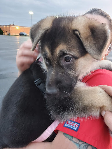 Pet Supply Store «Petco Animal Supplies», reviews and photos, 1694 Boston Rd, Springfield, MA 01129, USA