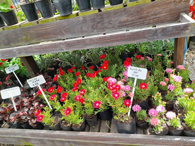 Vivero Los Cerezos - Centro de jardinería