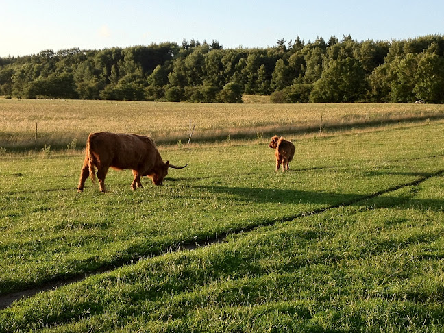 Knud Lavards Kapel - Ringsted