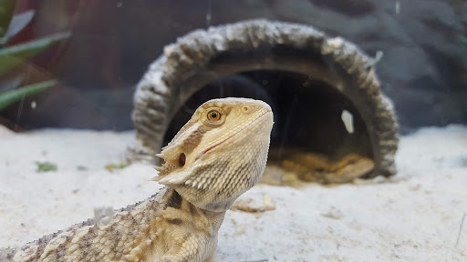 Pet Supply Store «Petco Animal Supplies», reviews and photos, 7901 Lansdowne Ave #1009a, Upper Darby, PA 19082, USA