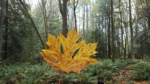 Nature Preserve «Illahee Preserve», reviews and photos, 3200 NE Riddell Rd, Bremerton, WA 98310, USA