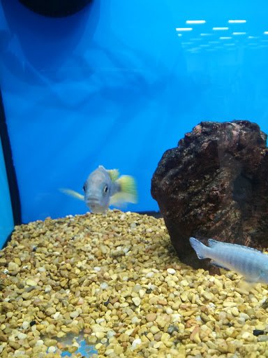 Pet Supply Store «Petco Animal Supplies», reviews and photos, 537 N Pacific Coast Hwy, Redondo Beach, CA 90277, USA