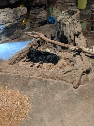Aquarium «Wonders Of Wildlife National Museum & Aquarium», reviews and photos, 500 W Sunshine St, Springfield, MO 65807, USA