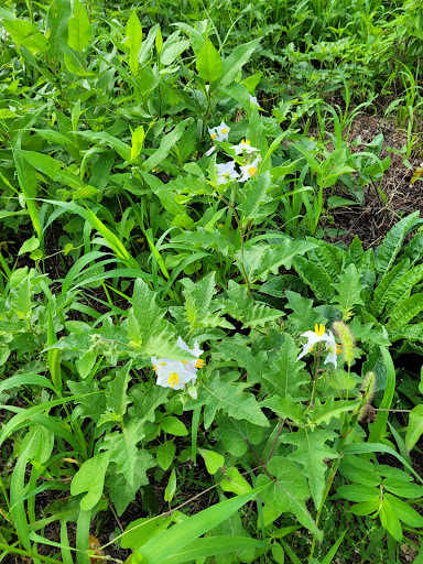 Nature Preserve «Marais Temps Clair Conservation Area», reviews and photos, 5134 Island Road, St Charles, MO 63301, USA