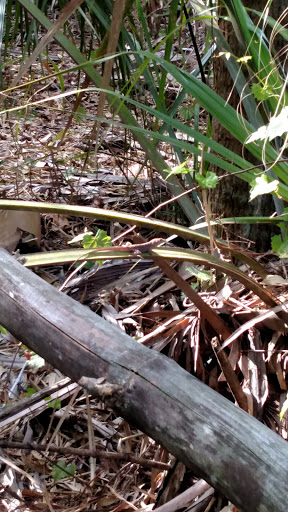 Nature Preserve «Koreshan Preserve», reviews and photos, 3891 Broadway W, Estero, FL 33928, USA