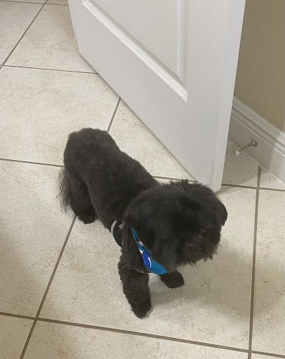 Pet Store «DipidyDawg Gourmet Dog Bakery & Boutique», reviews and photos, 21301 S Tamiami Trail Suite 430, Estero, FL 33928, USA