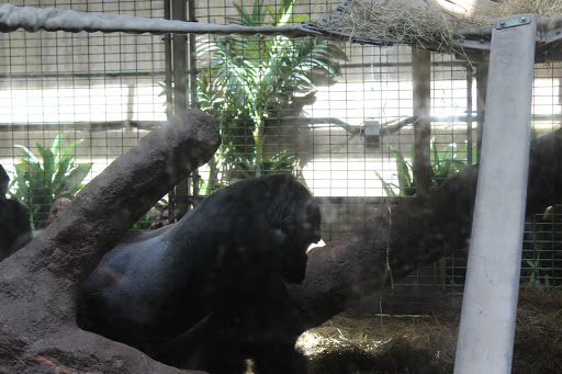 Zoo «Great Ape House», reviews and photos, Great Apes, Washington, DC 20008, USA