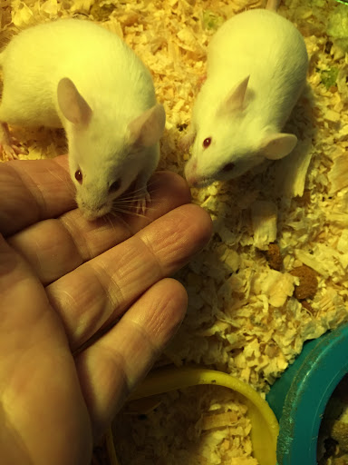 Pet Store «Pet Connection», reviews and photos, 1441 W State St, Alliance, OH 44601, USA