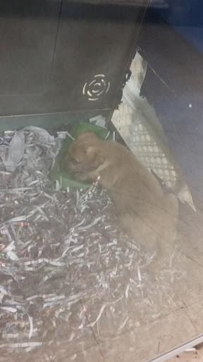 Pet Store «Fish Bowl Aquarium & Pet Mart», reviews and photos, 425 Pleasant St # 21, Fall River, MA 02721, USA