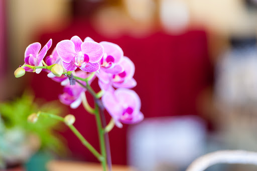 Florist «Lund Buds & Blooms», reviews and photos, 7701 S Hosmer St Suite C, Tacoma, WA 98408, USA