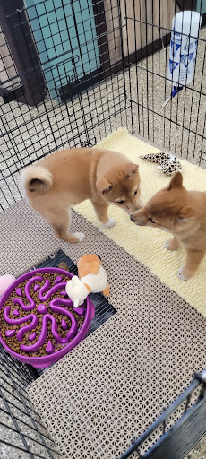 Pet Supply Store «Pet Ranch», reviews and photos, 3823 E 120th Ave, Denver, CO 80233, USA