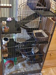 Photo n°2 de Les Chinchillas du Cambrésis à Blécourt ()