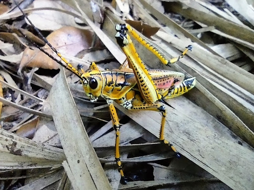 County Government Office «Brevard County Enchanted Forest Sanctuary», reviews and photos, 444 Columbia Blvd, Titusville, FL 32780, USA