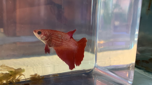 Pet Supply Store «Petco Animal Supplies», reviews and photos, 41 Narrows Shopping Center, Edwardsville, PA 18704, USA