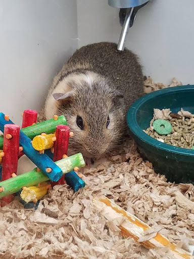 Pet Supply Store «Pet Supplies Plus», reviews and photos, 12407 MoPac Expy 525 - B, Austin, TX 78758, USA