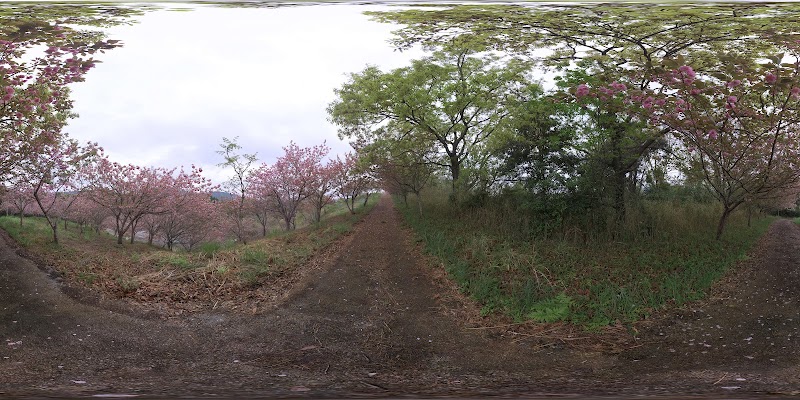 木ヶ畑龍王山 ぼたん桜の里