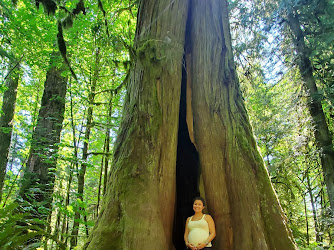 Cathedral Grove