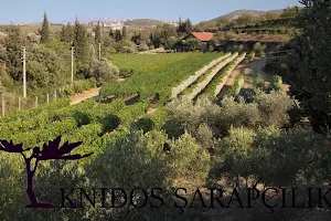 Knidos winery image