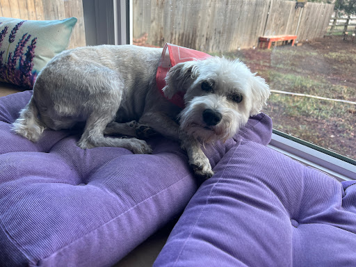 Pet Supply Store «PetSmart», reviews and photos, 1125 Hover St, Longmont, CO 80501, USA